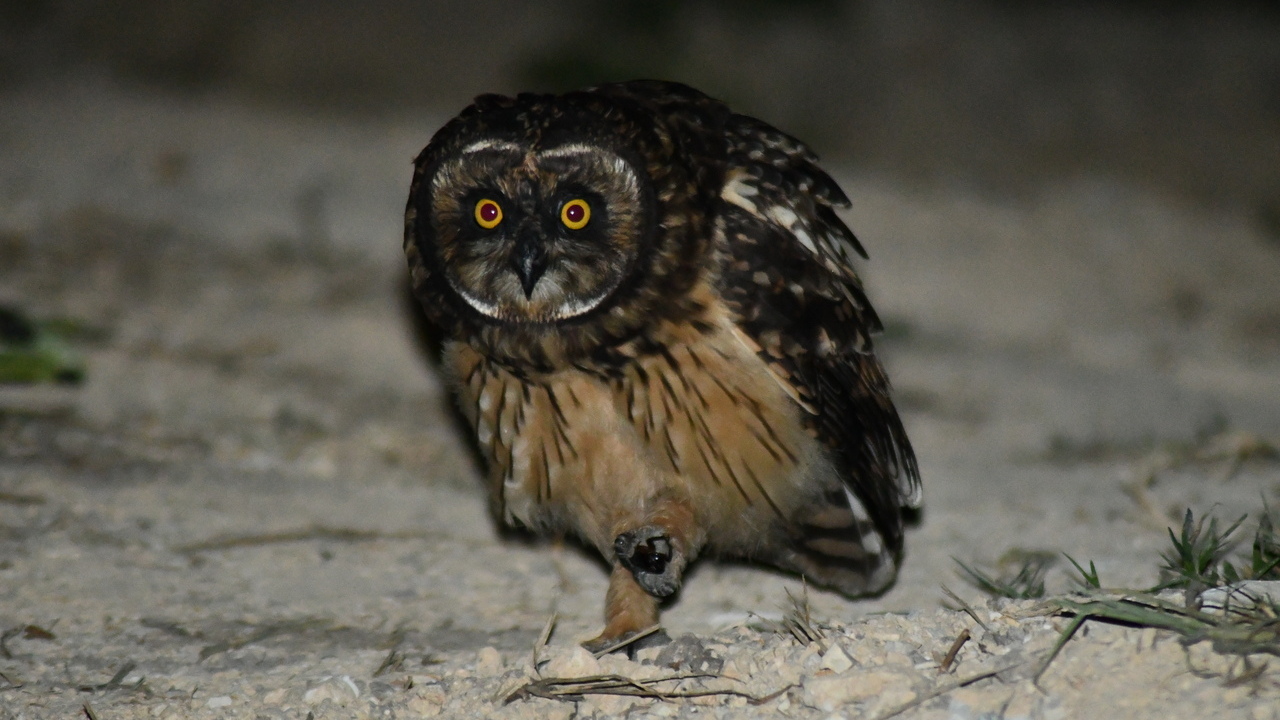 Foto de noche a un búho caminando en la tierra