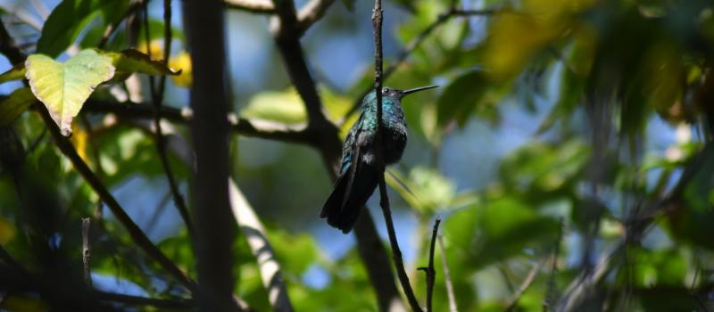 Foto de un colibrí en medio de varias ramas de un árbol